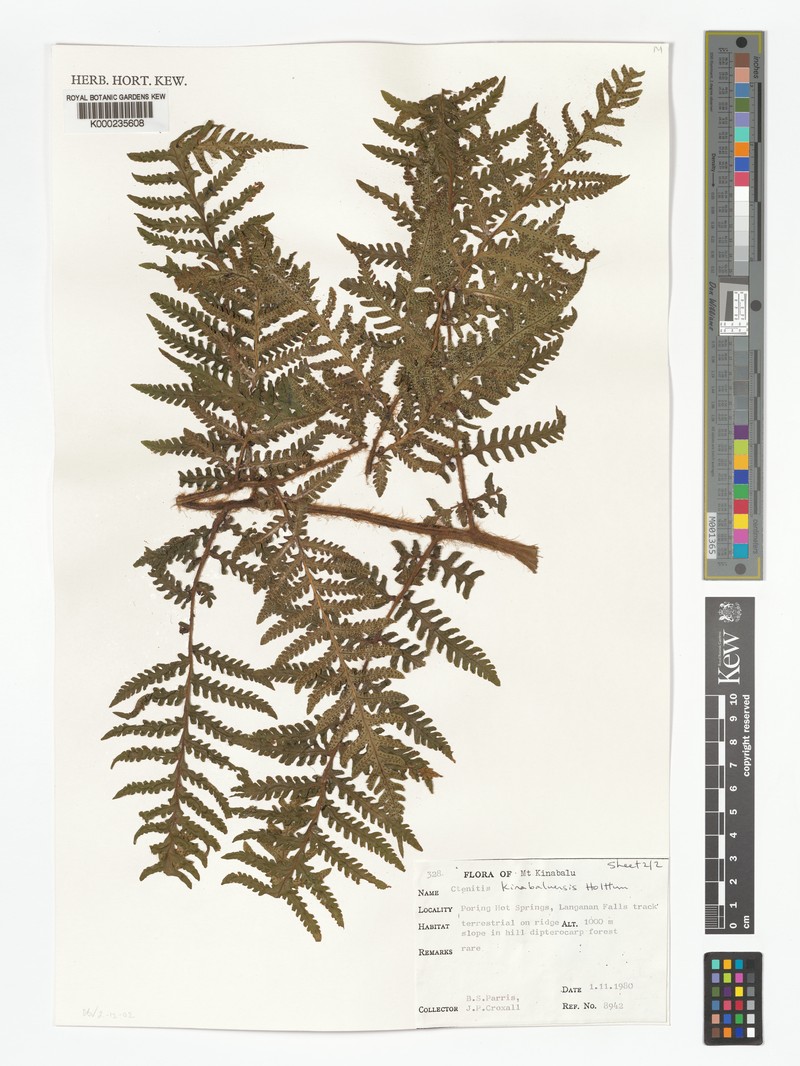 Ctenitis kinabaluensis photo 3