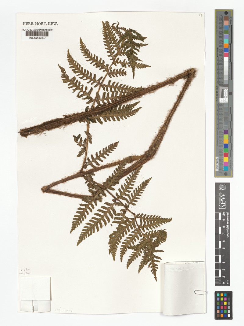 Ctenitis kinabaluensis photo 4