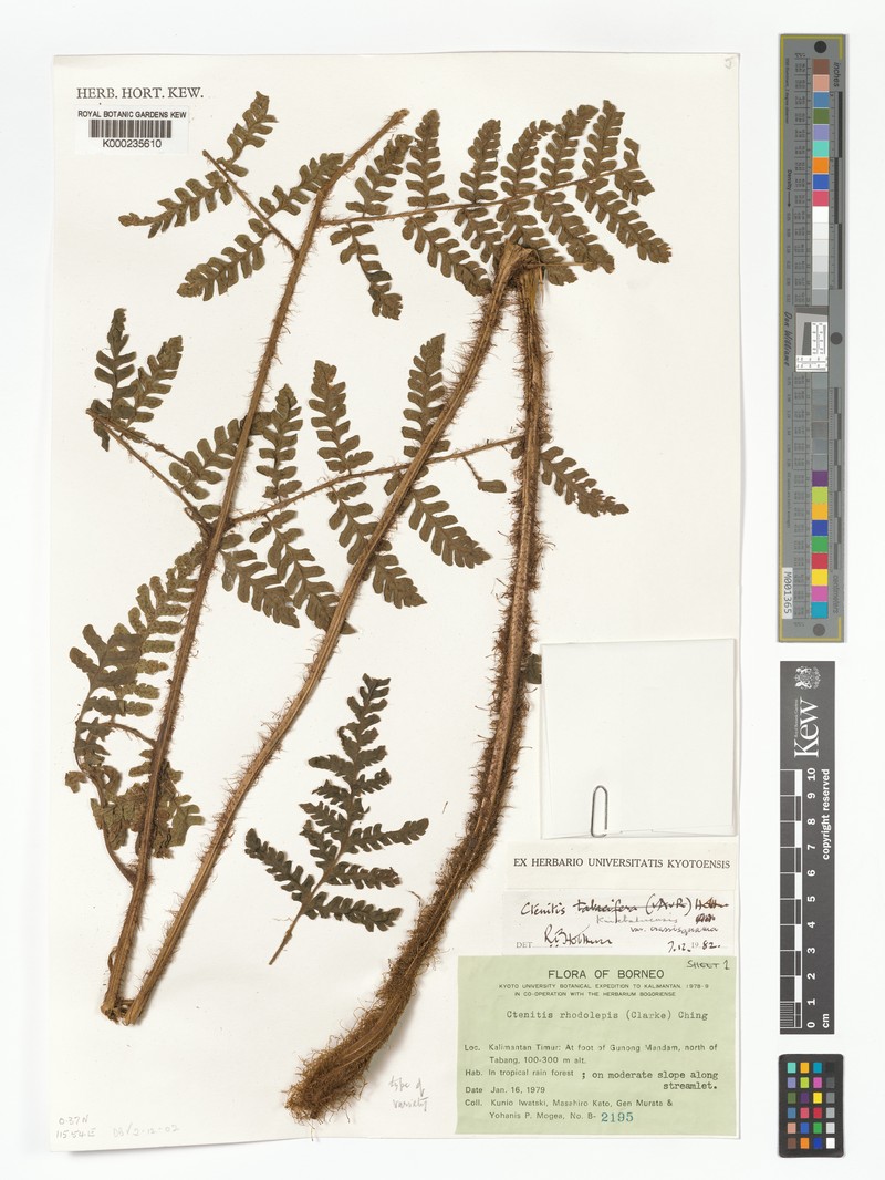 Ctenitis kinabaluensis var. crassisquama
