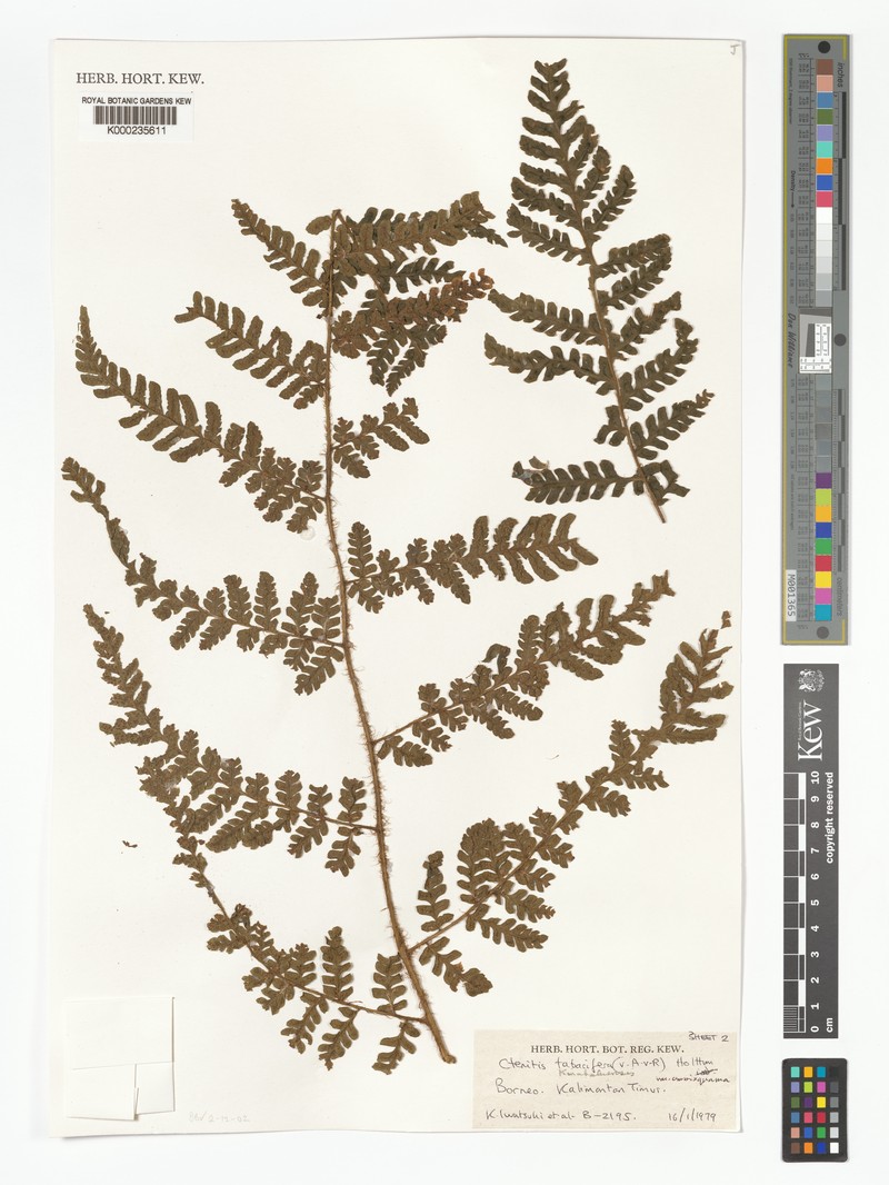 Ctenitis kinabaluensis var. crassisquama photo 2