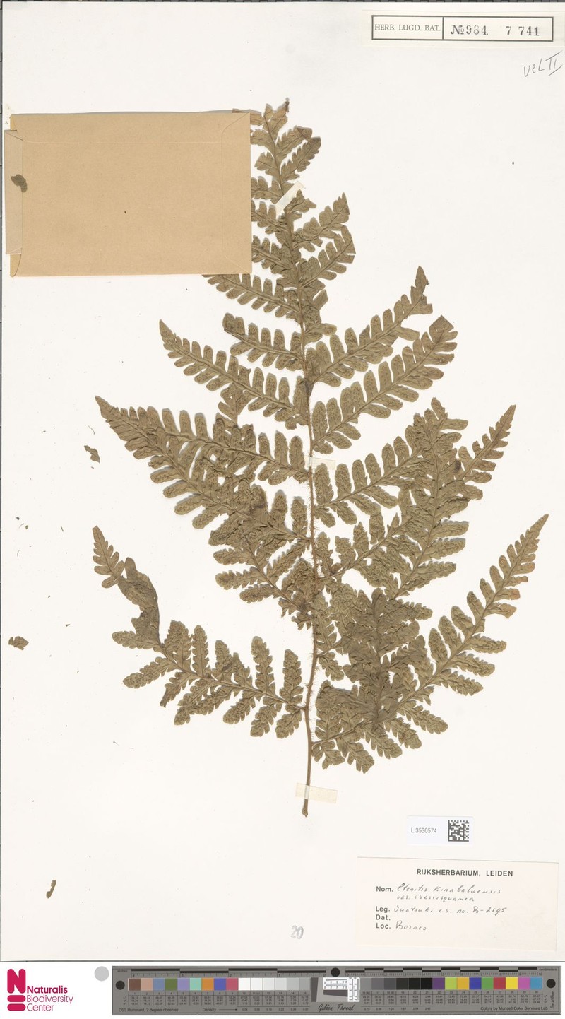 Ctenitis kinabaluensis var. crassisquama photo 3