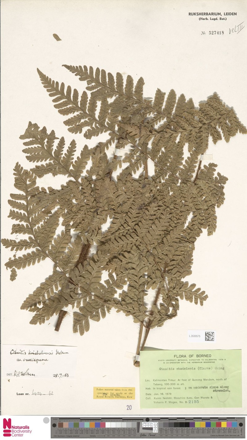 Ctenitis kinabaluensis var. crassisquama photo 4