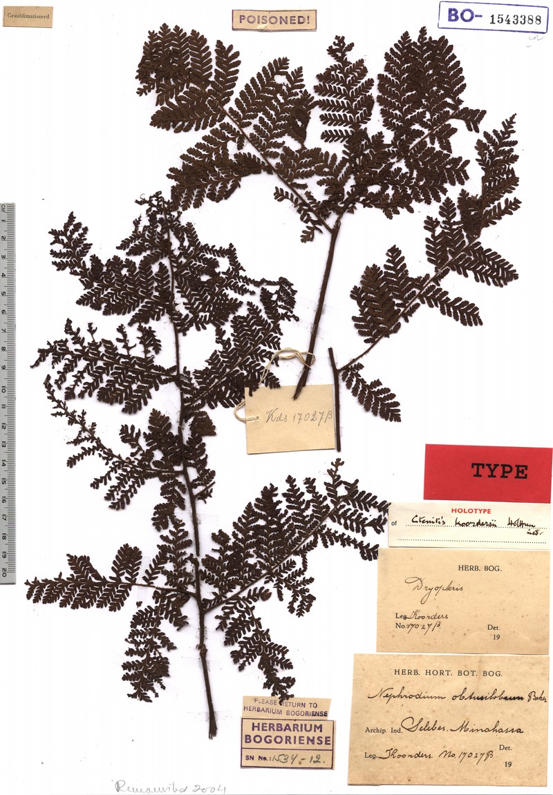 Ctenitis koordersii