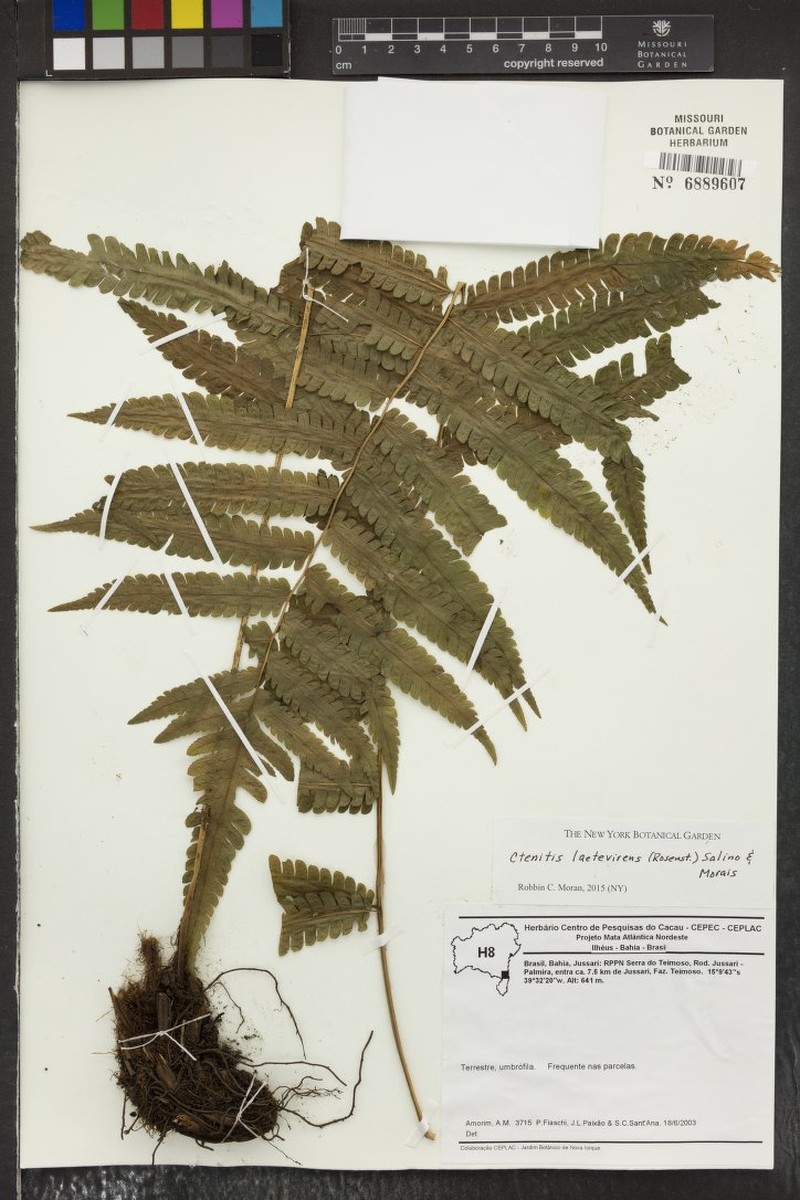 Ctenitis laetevirens
