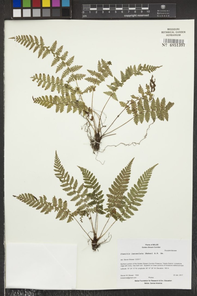 Ctenitis lanceolata