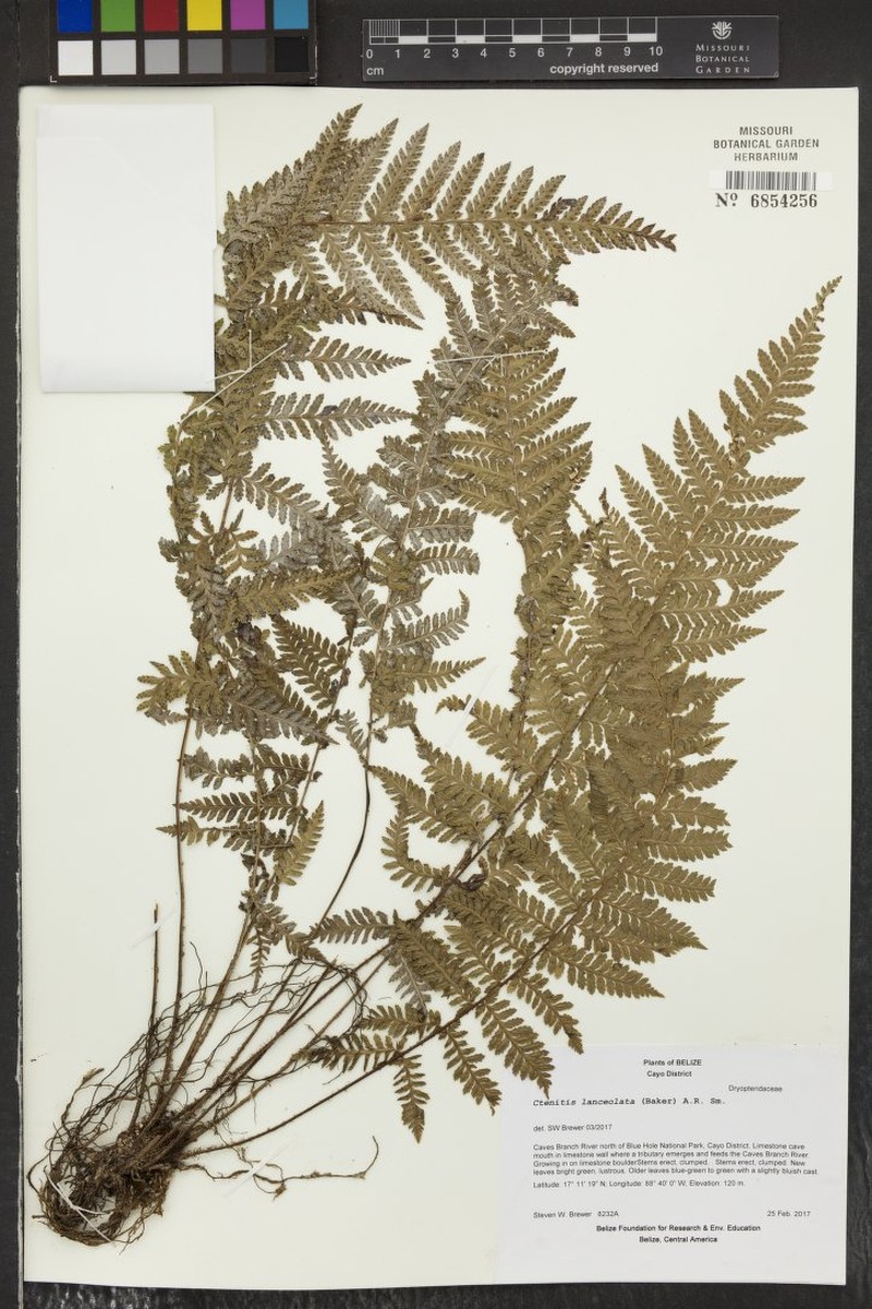 Ctenitis lanceolata photo 2