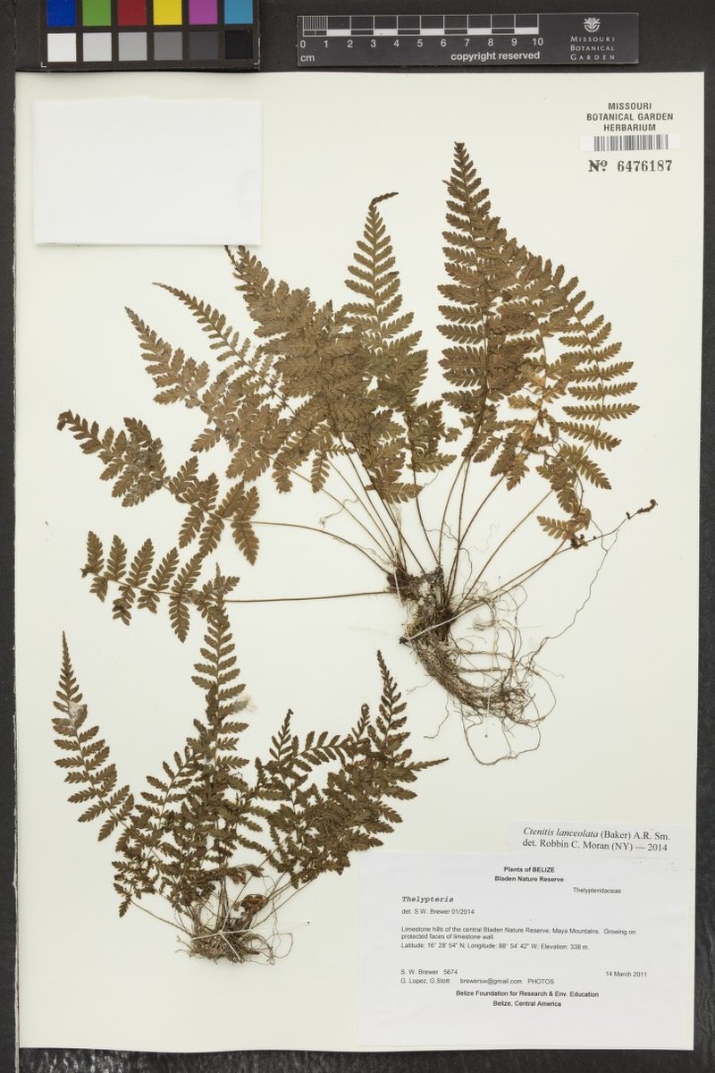 Ctenitis lanceolata photo 3