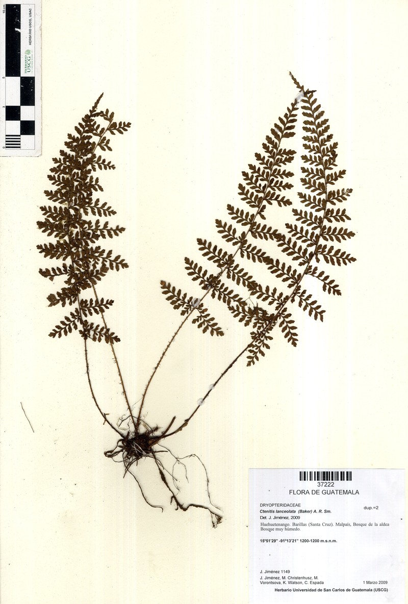 Ctenitis lanceolata photo 4