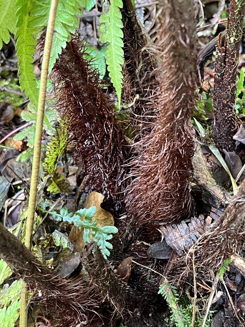 Delicate Lacefern
