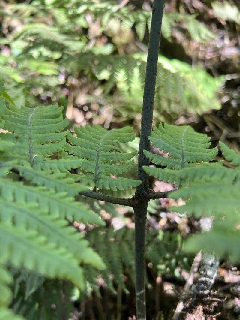 Delicate Lacefern photo 2