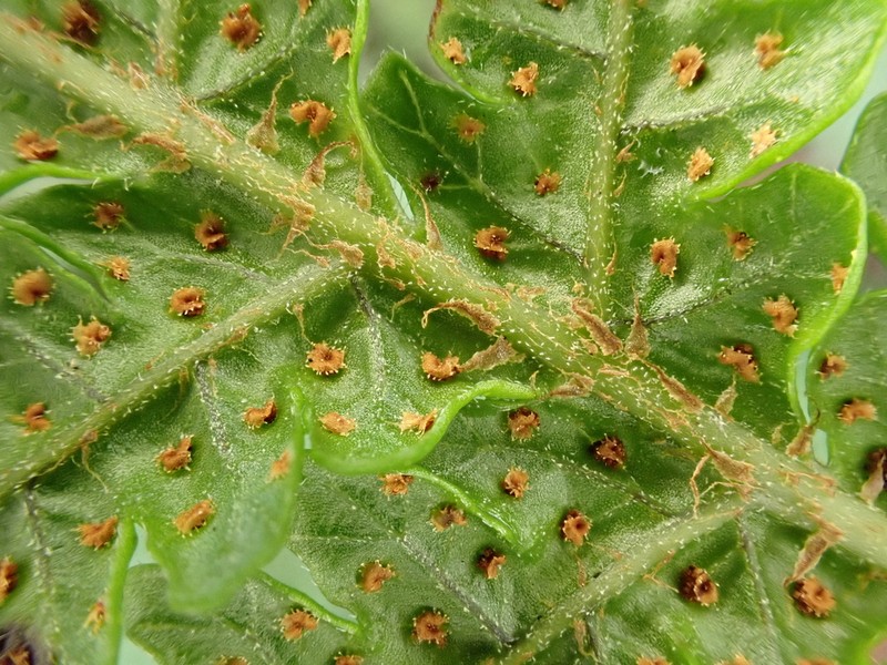 Delicate Lacefern photo 5