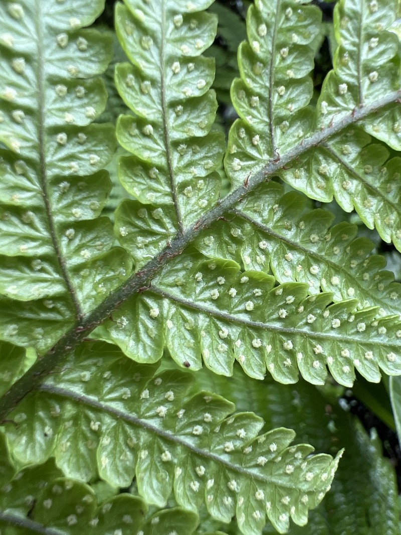 Delicate Lacefern photo 6