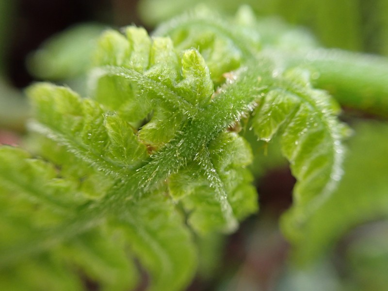 Delicate Lacefern photo 8