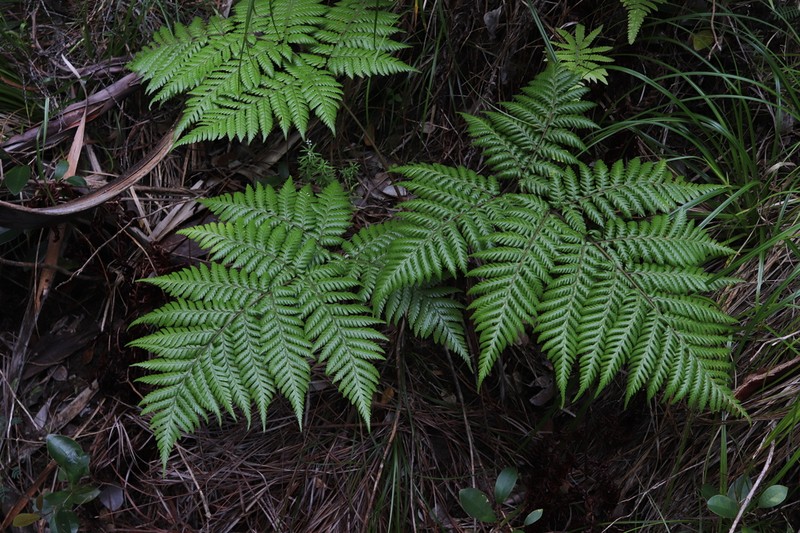 Ctenitis lepigera