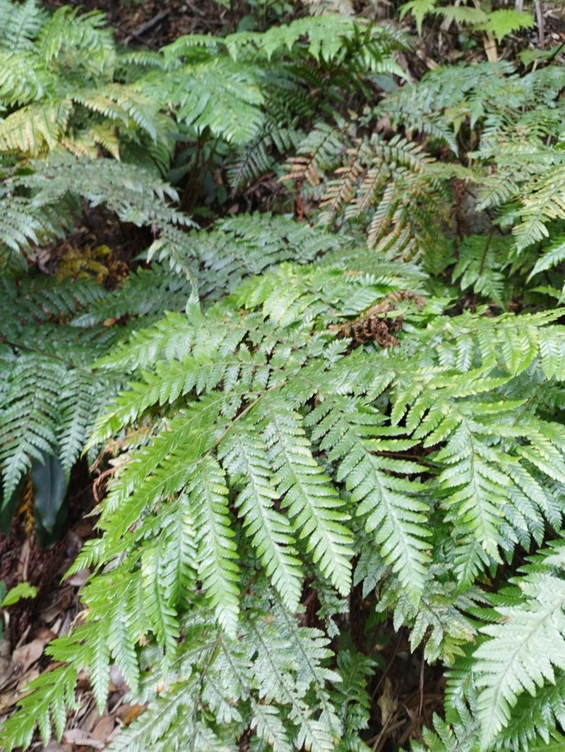 Ctenitis lepigera photo 2