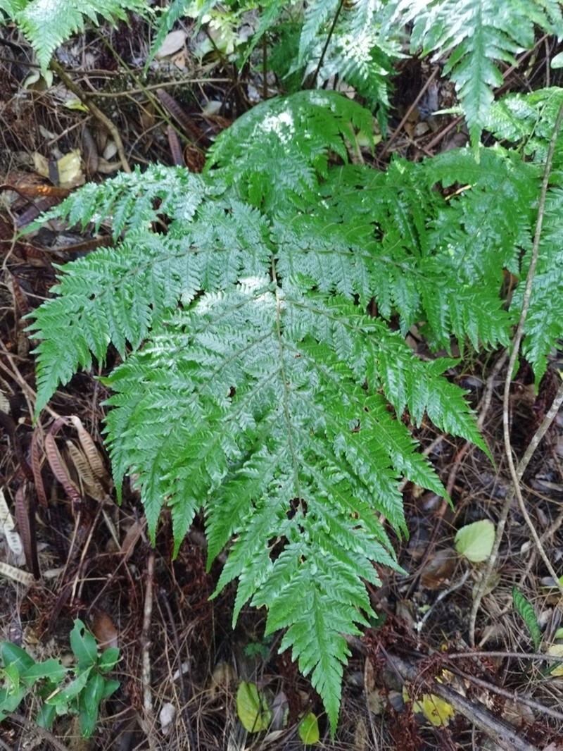 Ctenitis lepigera photo 3