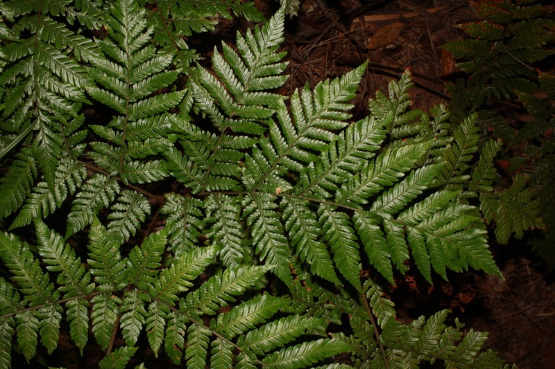 Ctenitis lepigera photo 4
