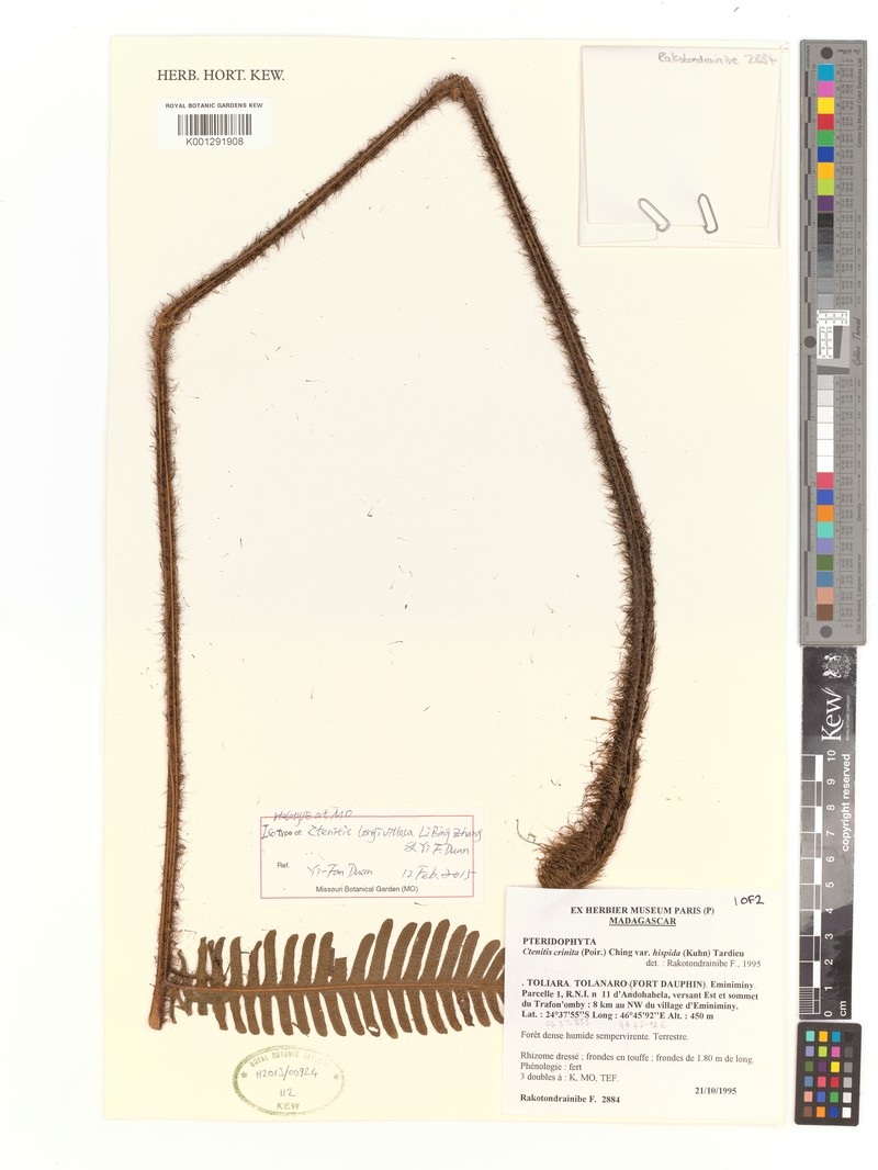 Ctenitis longivillosa