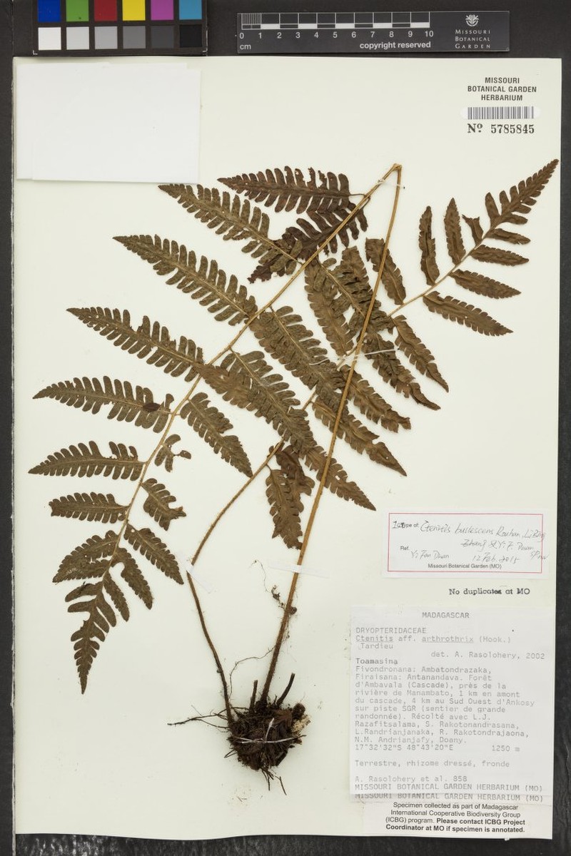 Ctenitis madagascariensis