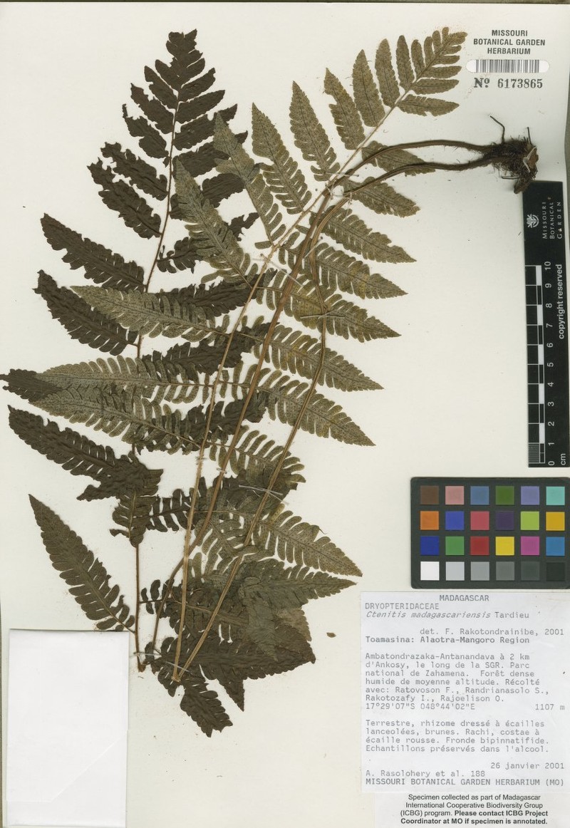 Ctenitis madagascariensis photo 2