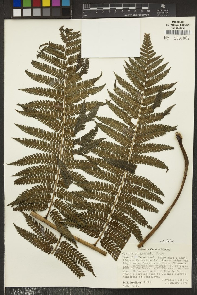 Ctenitis mannii