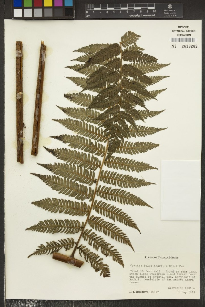 Ctenitis mannii photo 2