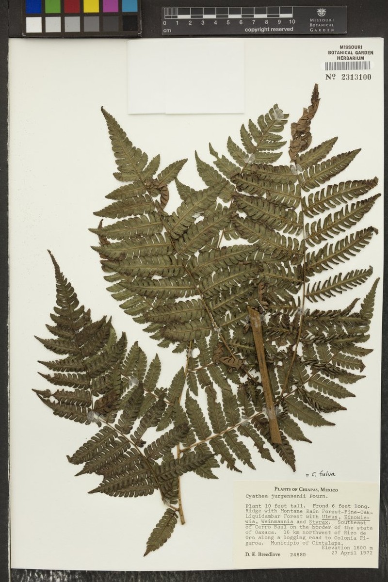 Ctenitis mannii photo 3