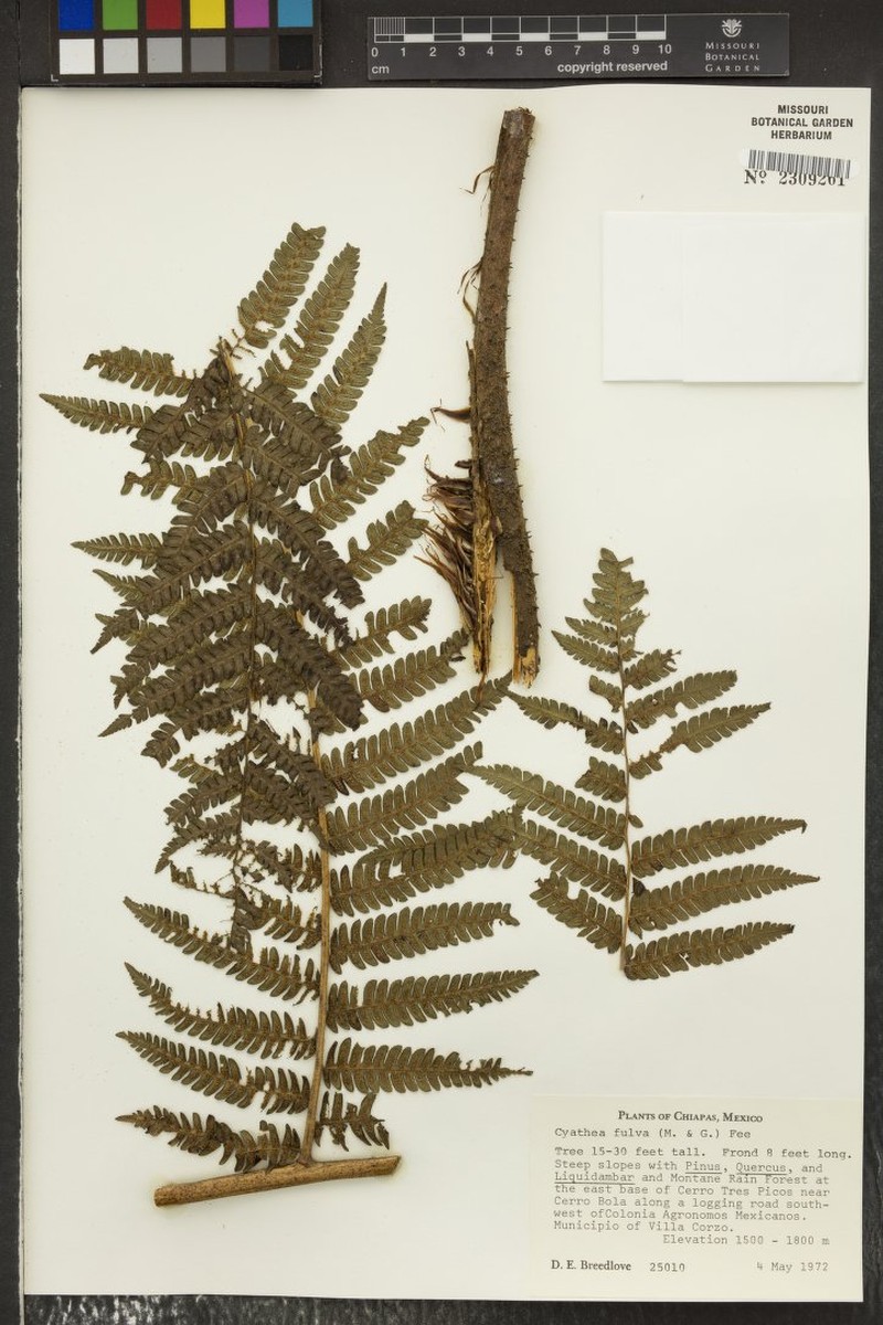 Ctenitis mannii photo 4