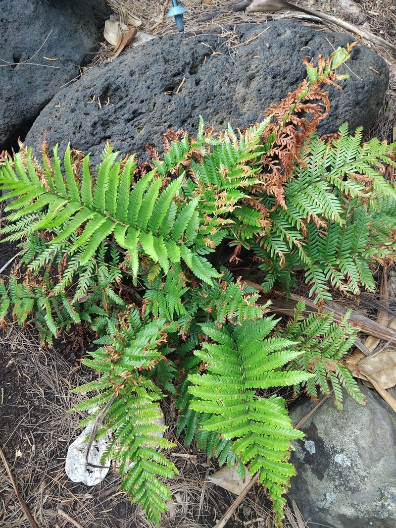 Ctenitis maritima