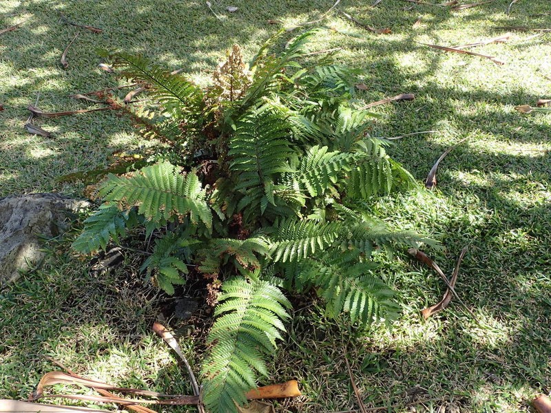 Ctenitis maritima photo 2