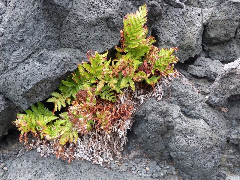 Ctenitis maritima photo 4