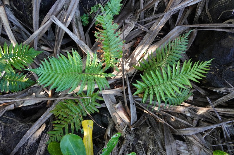 Ctenitis maritima photo 5