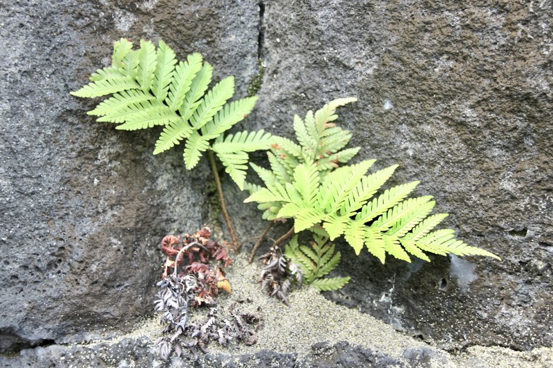 Ctenitis maritima photo 7