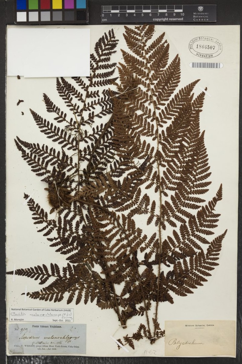 Ctenitis melanochlamys