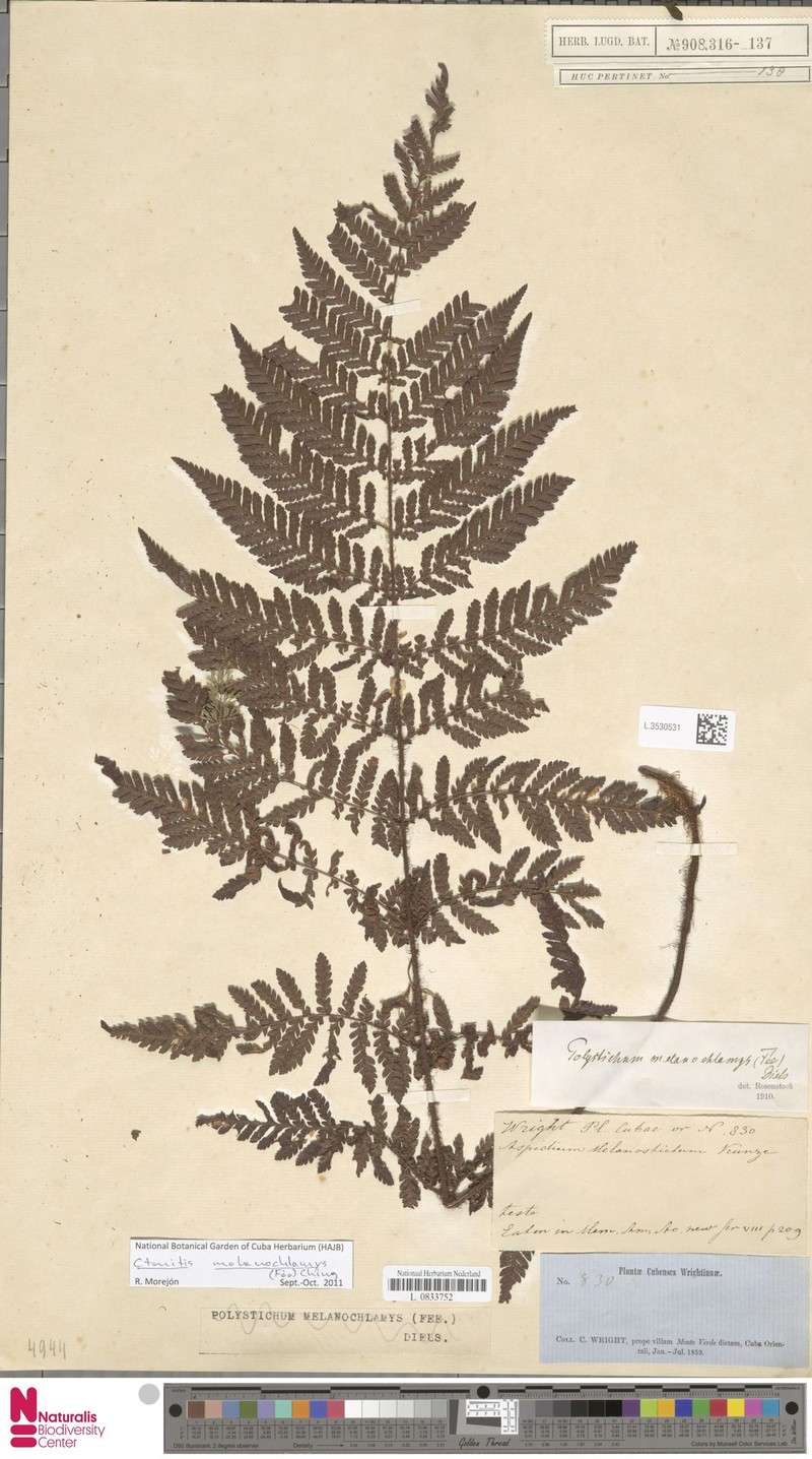 Ctenitis melanochlamys photo 2