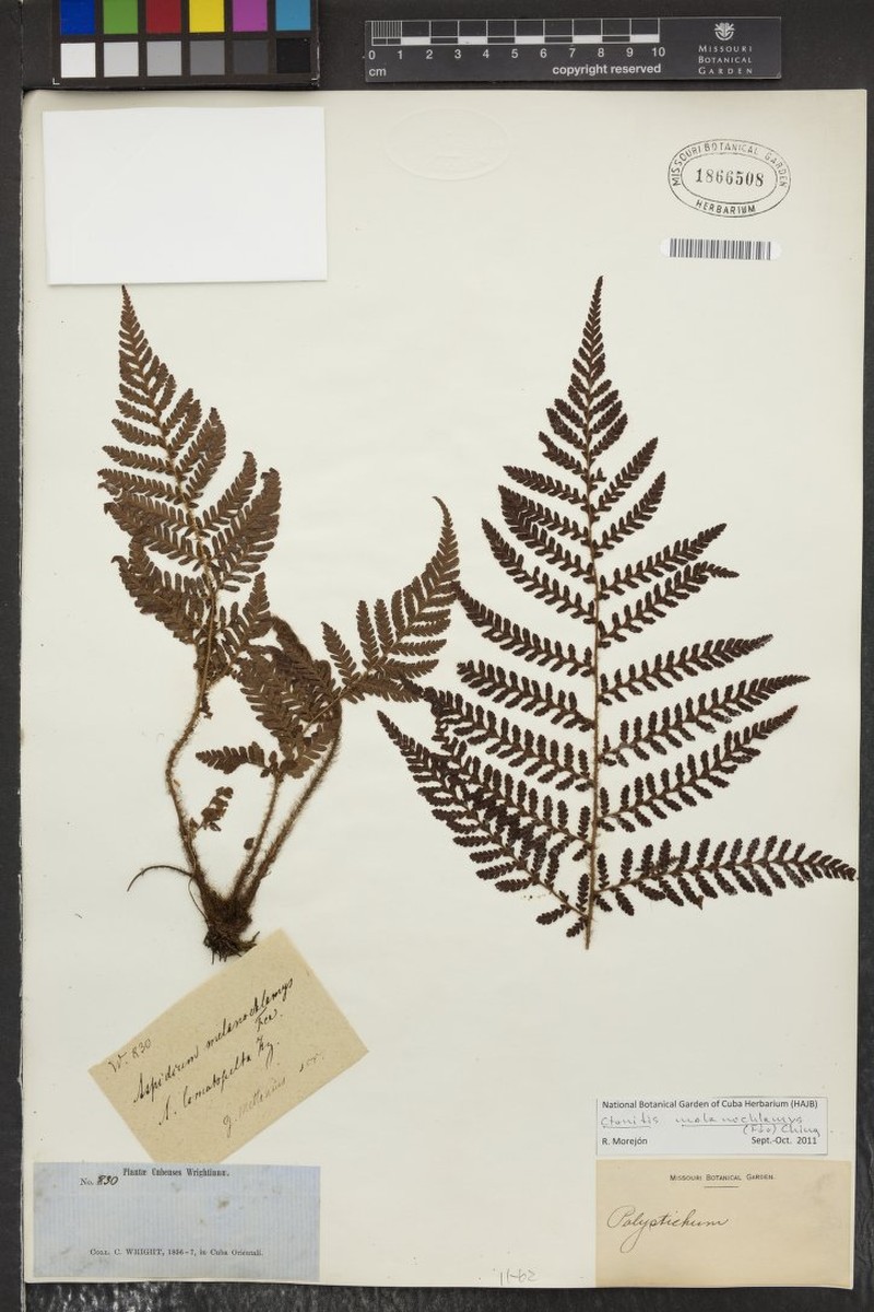 Ctenitis melanochlamys photo 3