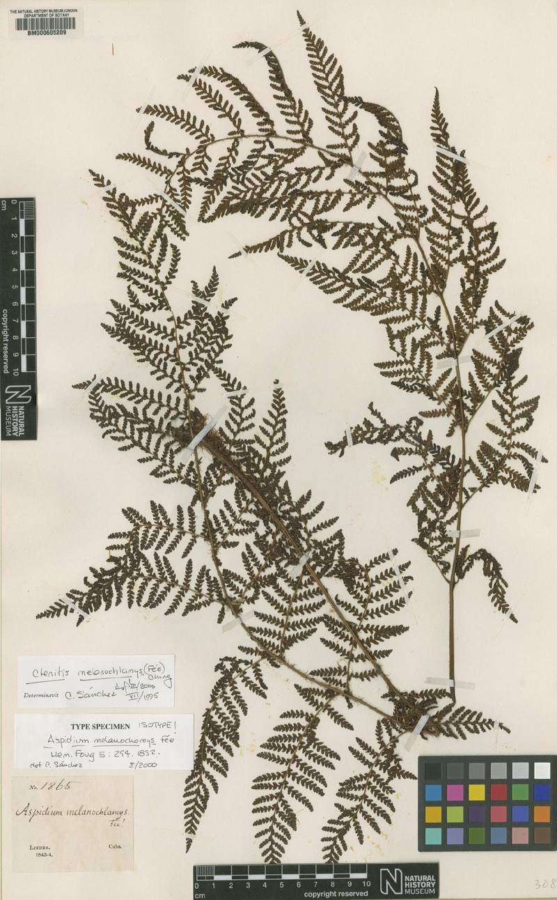 Ctenitis melanochlamys photo 4