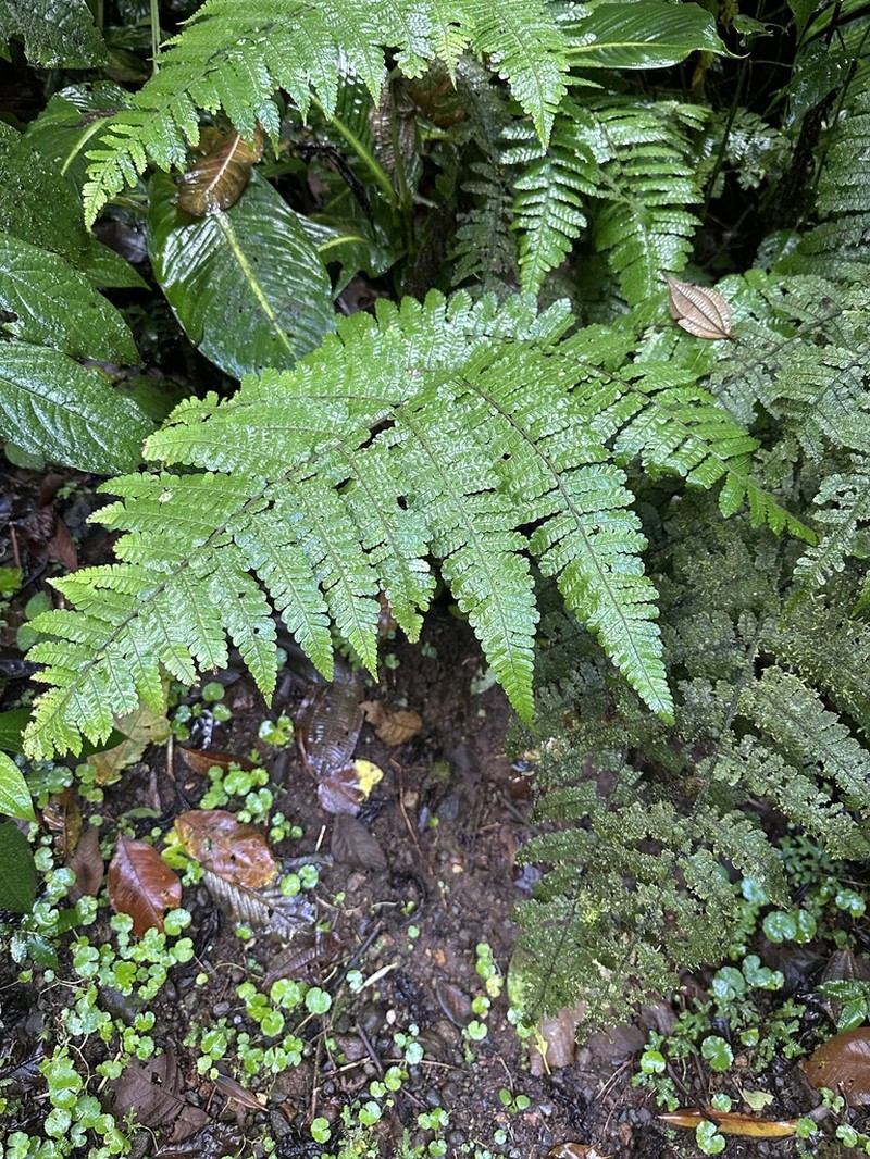 Ctenitis melanosticta
