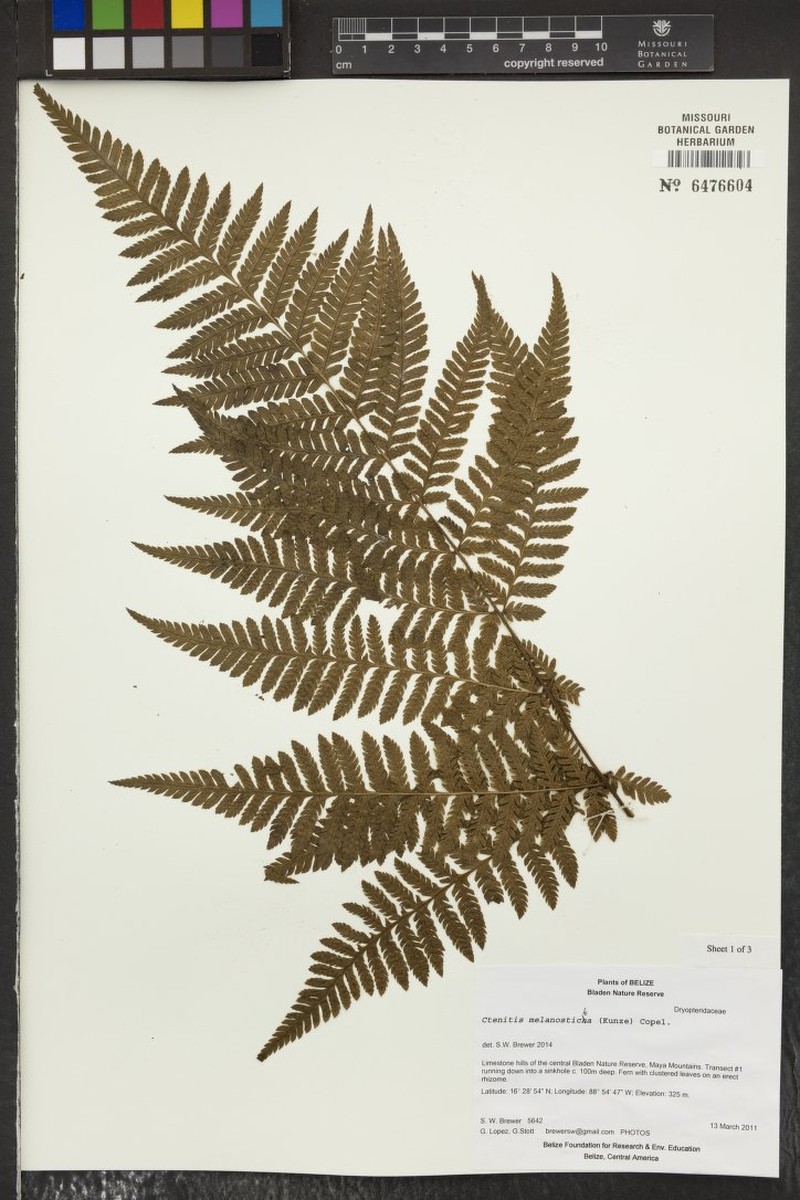 Ctenitis melanosticta photo 2