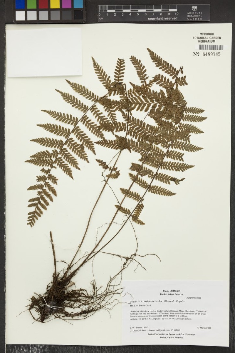 Ctenitis melanosticta photo 3