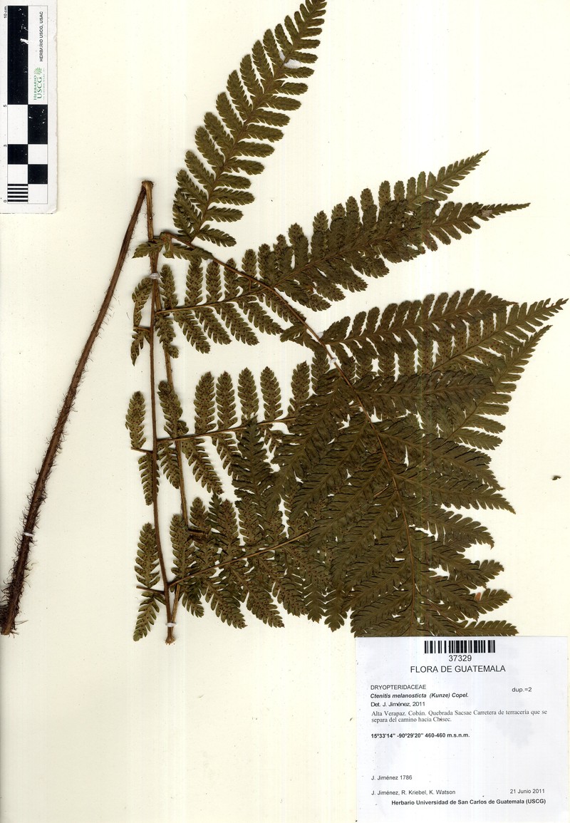 Ctenitis melanosticta photo 4