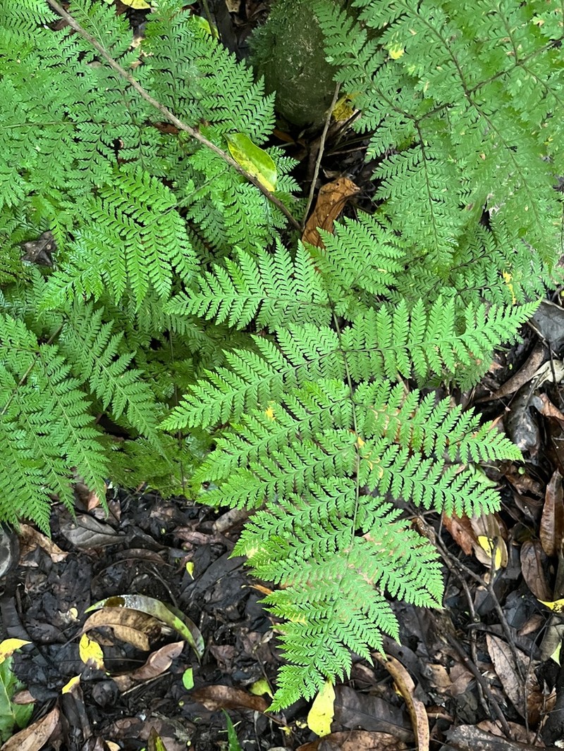 Ctenitis meridionalis photo 2
