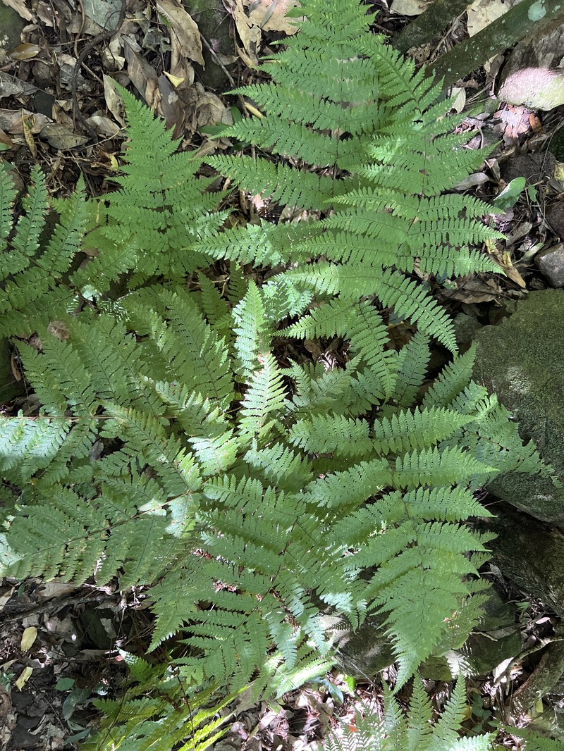 Ctenitis meridionalis photo 3