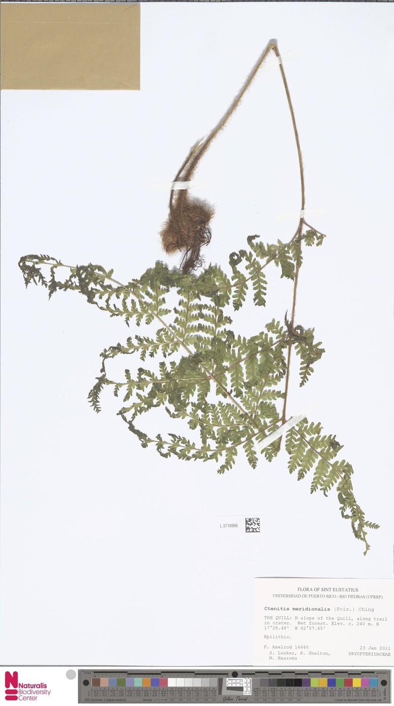 Ctenitis meridionalis photo 4