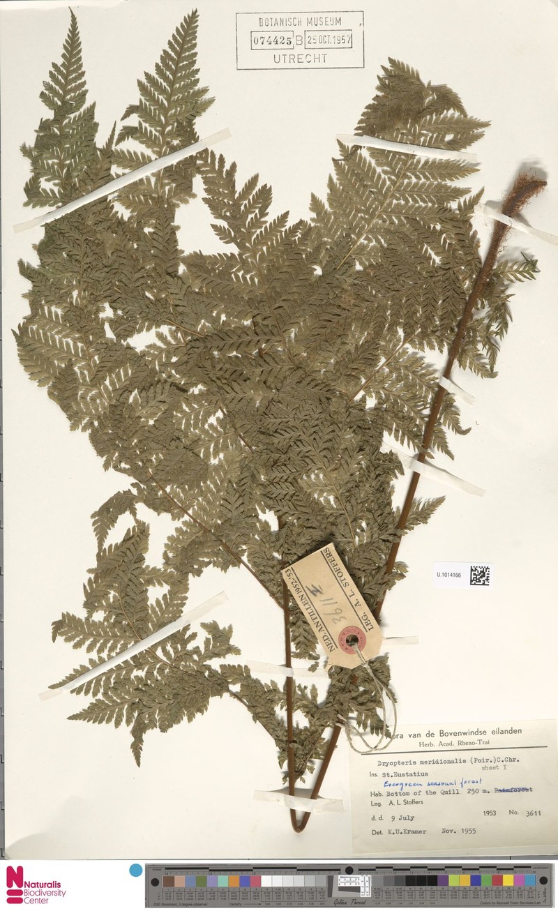 Ctenitis meridionalis photo 5