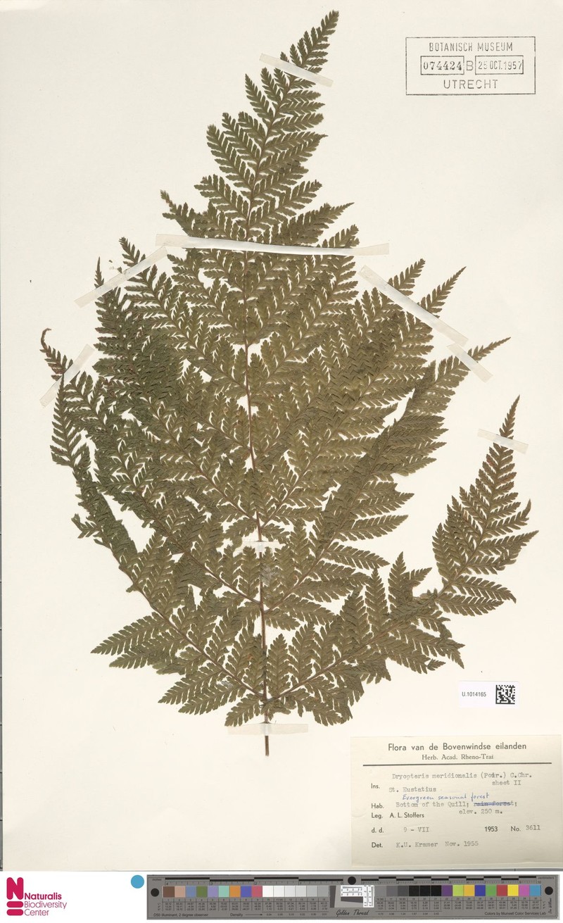 Ctenitis meridionalis photo 6