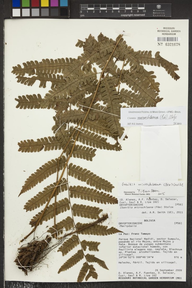 Ctenitis microchlaena
