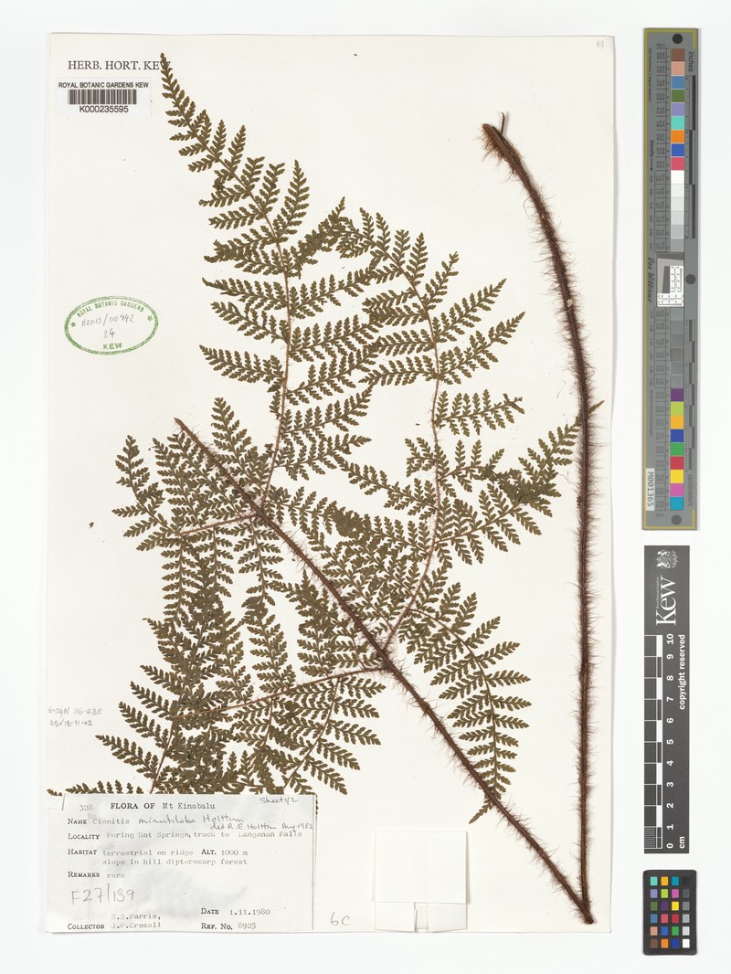 Ctenitis minutiloba
