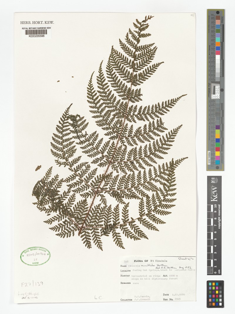 Ctenitis minutiloba photo 2