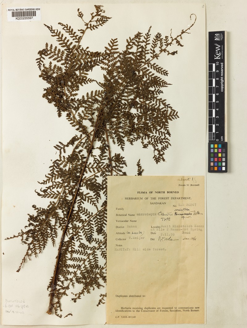 Ctenitis minutiloba photo 3